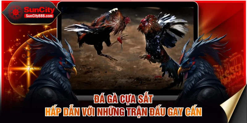 Đá gà cựa sắt hấp dẫn với những trận đấu gay cấn