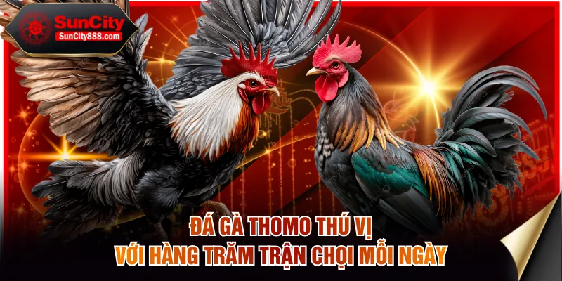 Đá gà Thomo thú vị với hàng trăm trận chọi mỗi ngày