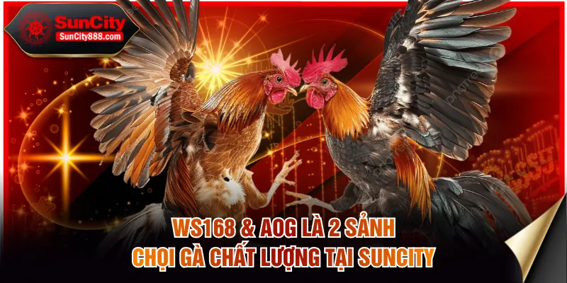 WS168 & AOG là 2 sảnh chọi gà chất lượng tại SUNCITY